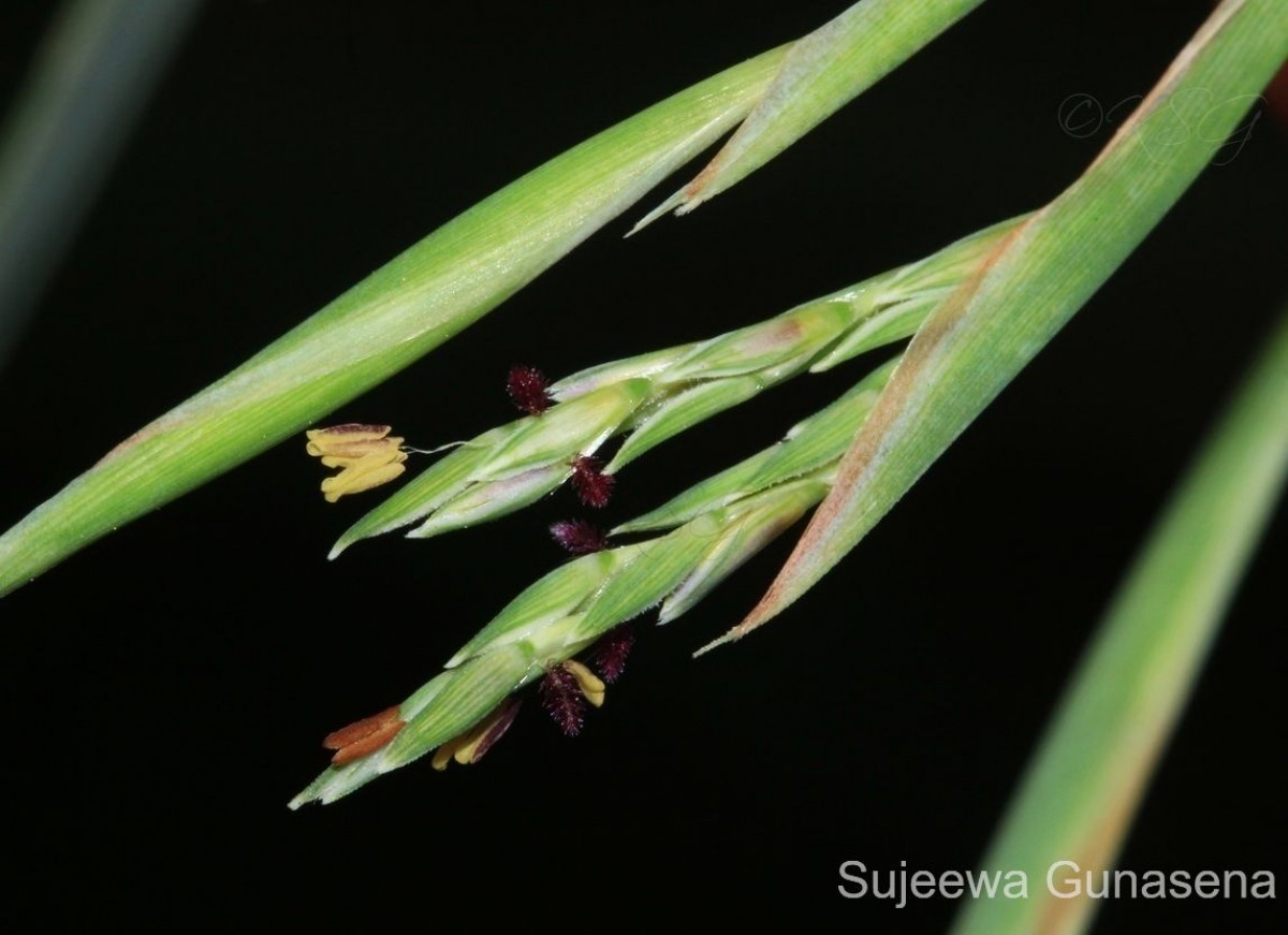 Cymbopogon citratus (DC.) Stapf